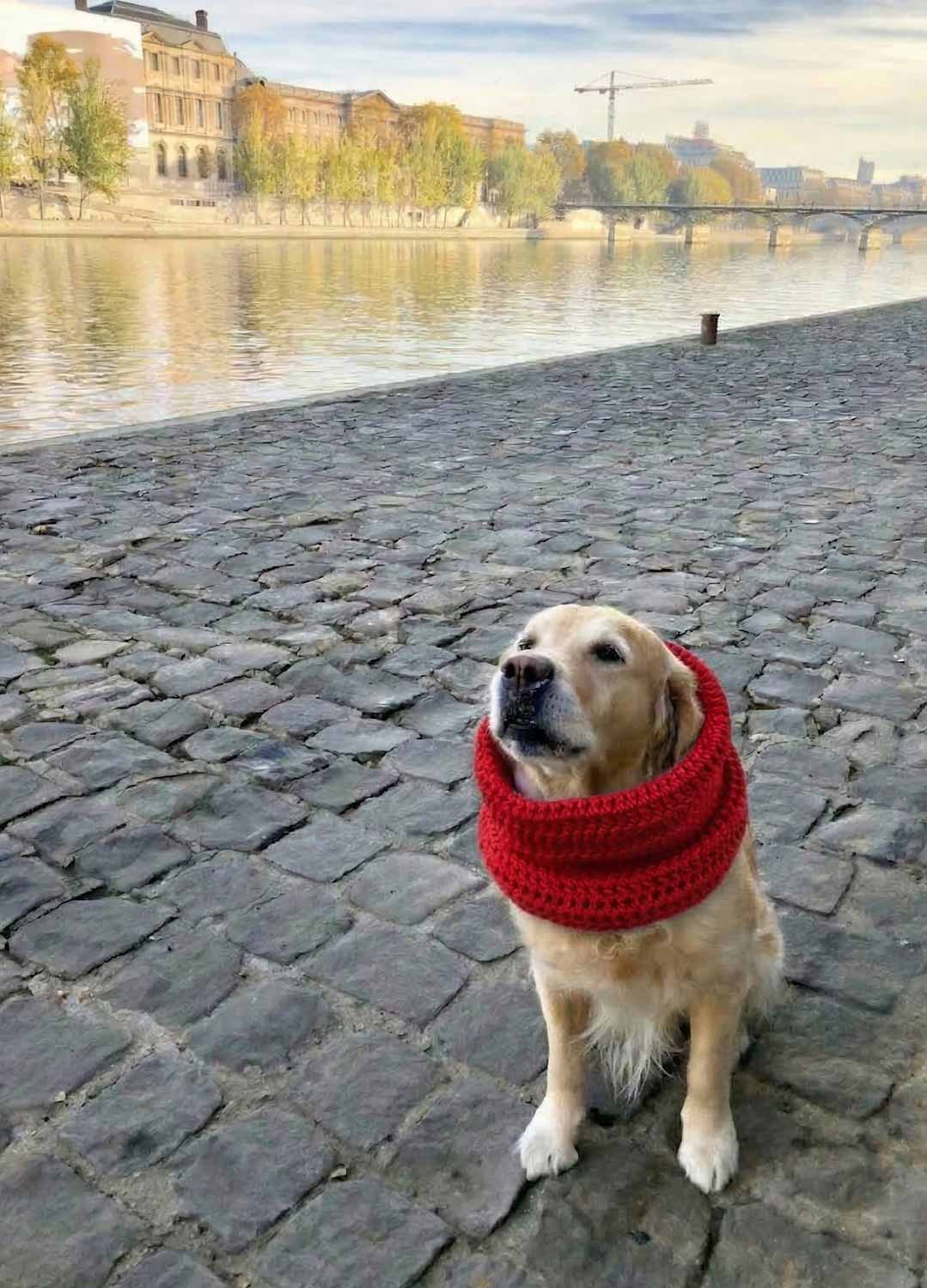 Rex Snood Kit per animali – Versione Yummy